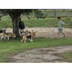 Beagle Dag